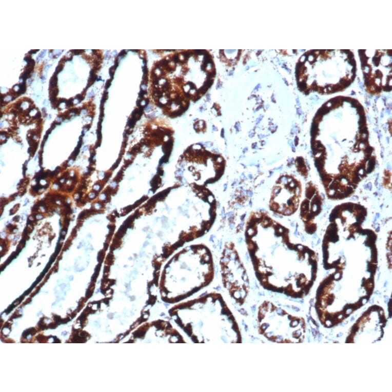 Immunohistochemistry - Anti-HSP60 Antibody [HSPD1/6496R] - BSA and Azide free (A252071) - Antibodies.com