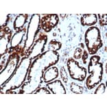 Immunohistochemistry - Anti-HSP60 Antibody [HSPD1/6496R] - BSA and Azide free (A252071) - Antibodies.com