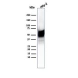 Western Blot - Anti-HSP60 Antibody [HSPD1/6496R] - BSA and Azide free (A252072) - Antibodies.com