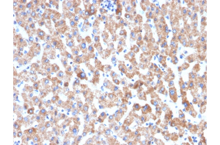 Immunohistochemistry - Anti-HSP60 Antibody [HSPD1/2206R] - BSA and Azide free (A252073) - Antibodies.com