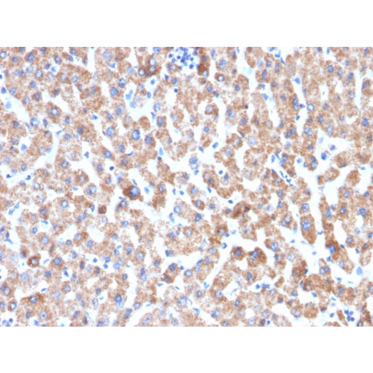 Immunohistochemistry - Anti-HSP60 Antibody [HSPD1/2206R] - BSA and Azide free (A252073) - Antibodies.com