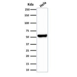 Western Blot - Anti-HSP60 Antibody [HSPD1/2206R] - BSA and Azide free (A252073) - Antibodies.com