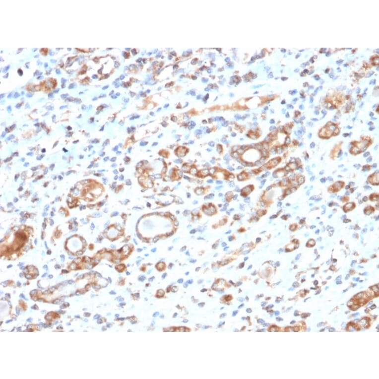 Immunohistochemistry - Anti-HSP60 Antibody [HSPD1/2206R] - BSA and Azide free (A252073) - Antibodies.com