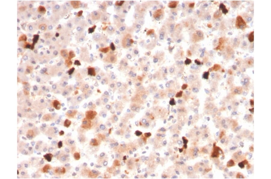 Immunohistochemistry - Anti-Apolipoprotein A1 Antibody [APOA1/3661] - BSA and Azide free (A252076) - Antibodies.com