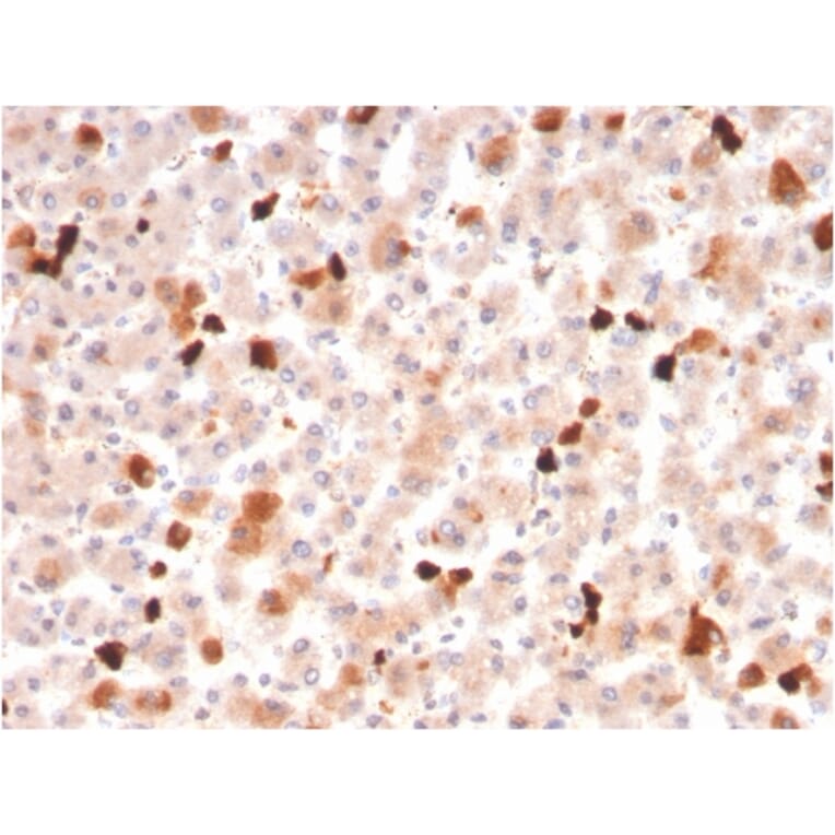 Immunohistochemistry - Anti-Apolipoprotein A1 Antibody [APOA1/3661] - BSA and Azide free (A252076) - Antibodies.com