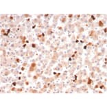 Immunohistochemistry - Anti-Apolipoprotein A1 Antibody [APOA1/3661] - BSA and Azide free (A252076) - Antibodies.com