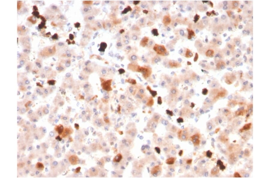 Immunohistochemistry - Anti-Apolipoprotein A1 Antibody [APOA1/3661] - BSA and Azide free (A252075) - Antibodies.com