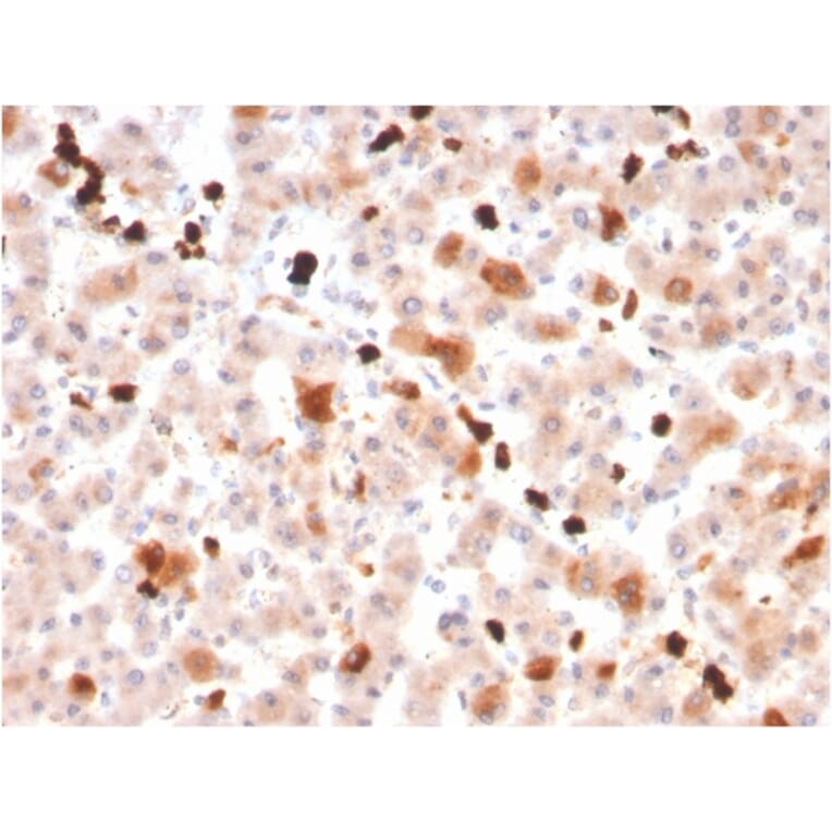 Immunohistochemistry - Anti-Apolipoprotein A1 Antibody [APOA1/3661] - BSA and Azide free (A252075) - Antibodies.com