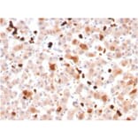 Immunohistochemistry - Anti-Apolipoprotein A1 Antibody [APOA1/3661] - BSA and Azide free (A252075) - Antibodies.com