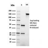 SDS-PAGE - Anti-Apolipoprotein A1 Antibody [APOA1/3661] - BSA and Azide free (A252076) - Antibodies.com