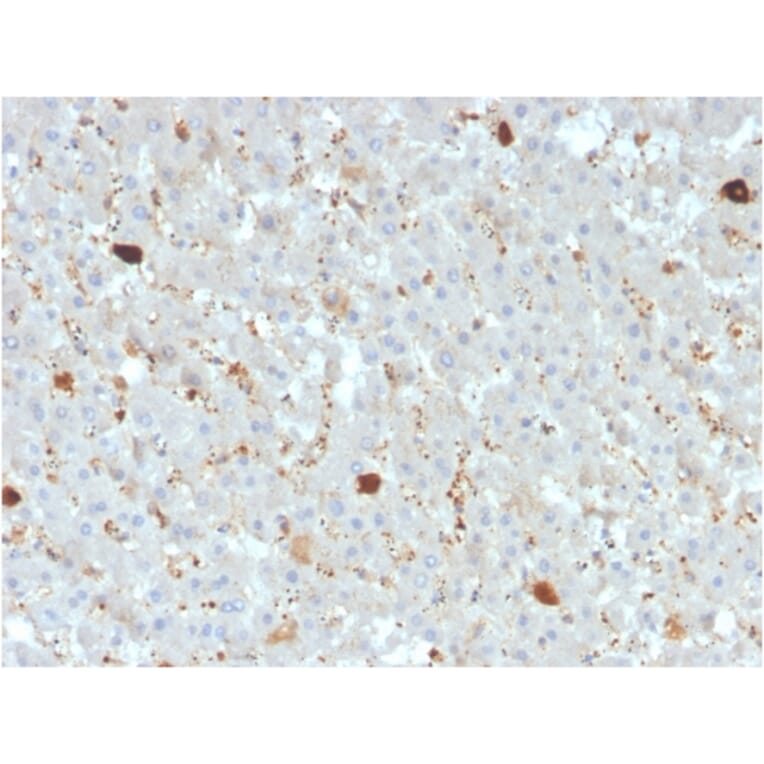 Immunohistochemistry - Anti-APOA4 Antibody [APOA4/3372] - BSA and Azide free (A252081) - Antibodies.com