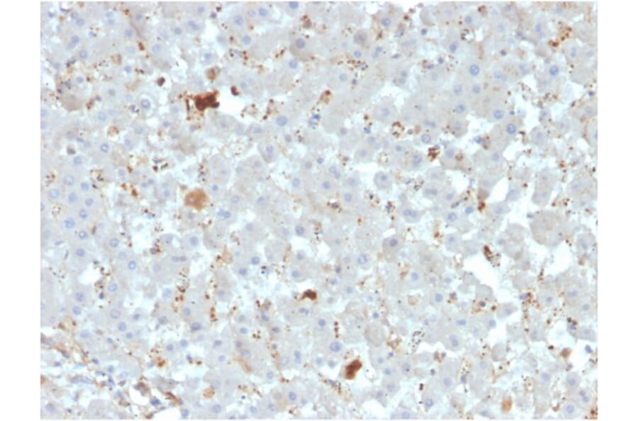 Immunohistochemistry - Anti-APOA4 Antibody [APOA4/3372] - BSA and Azide free (A252081) - Antibodies.com