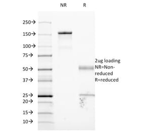 SDS-PAGE - Anti-ICAM1 Antibody [W-CAM-1] - BSA and Azide free (A252082) - Antibodies.com