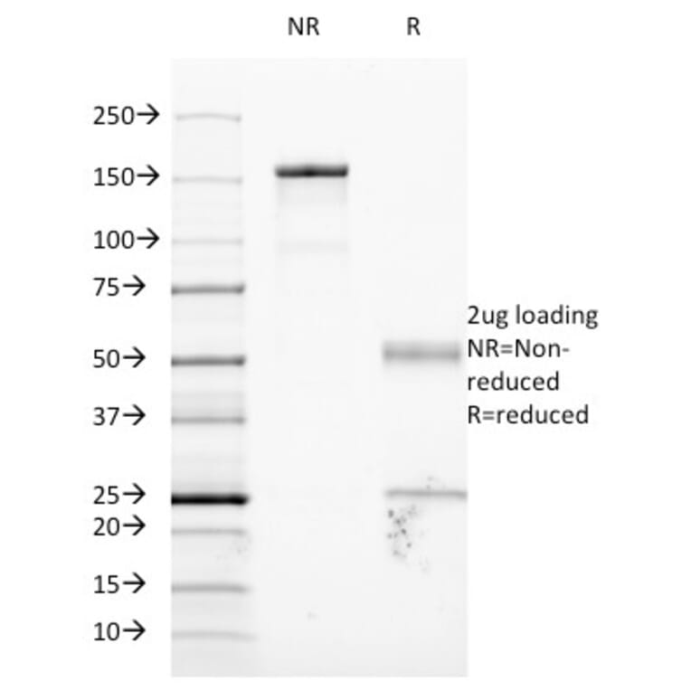 SDS-PAGE - Anti-ICAM1 Antibody [W-CAM-1] - BSA and Azide free (A252082) - Antibodies.com