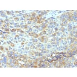 Immunohistochemistry - Anti-ICAM1 Antibody [W-CAM-1] - BSA and Azide free (A252081) - Antibodies.com