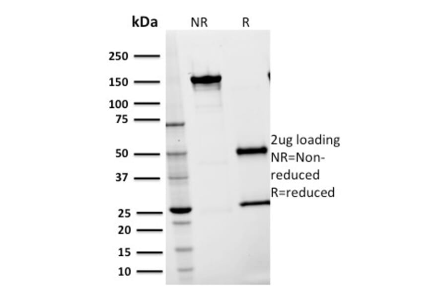 SDS-PAGE - Anti-ICAM1 Antibody [15.2] - BSA and Azide free (A252083) - Antibodies.com