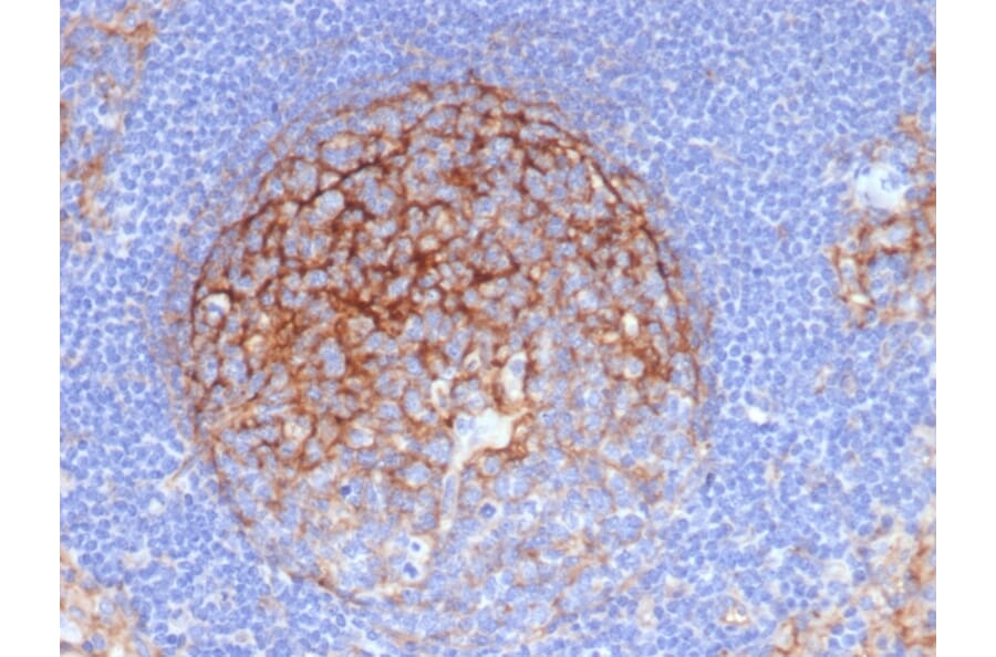 Immunohistochemistry - Anti-ICAM1 Antibody [P2A4] - BSA and Azide free (A252085) - Antibodies.com
