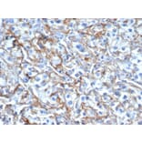 Immunohistochemistry - Anti-ICAM1 Antibody [P2A4] - BSA and Azide free (A252085) - Antibodies.com