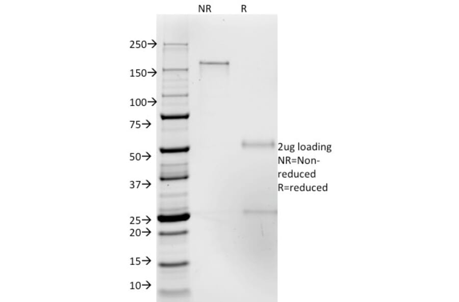 SDS-PAGE - Anti-ICAM3 Antibody [186-2G9] - BSA and Azide free (A252086) - Antibodies.com