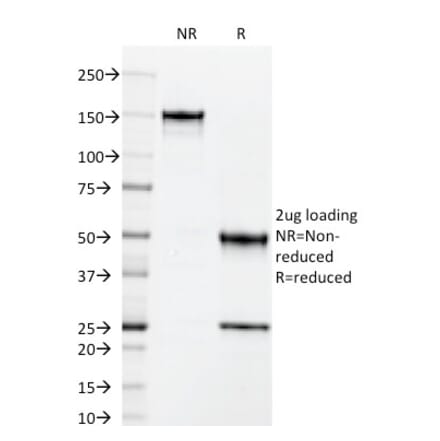 SDS-PAGE - Anti-ICAM3 Antibody [101-1D2] - BSA and Azide free (A252087) - Antibodies.com
