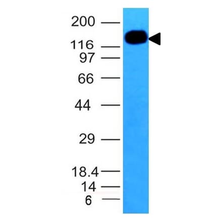Western Blot - Anti-ICAM3 Antibody [ICAM3/1019] - BSA and Azide free (A252090) - Antibodies.com