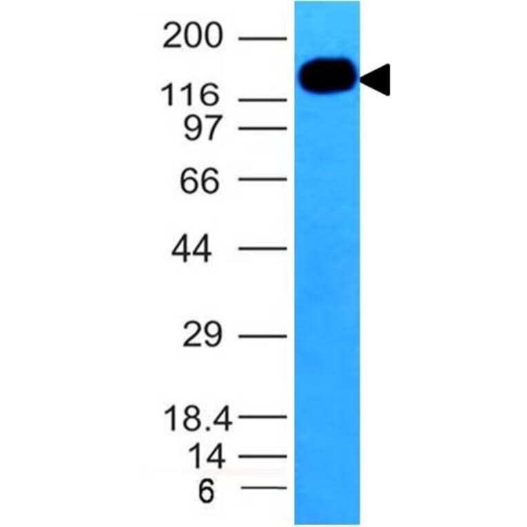 Western Blot - Anti-ICAM3 Antibody [ICAM3/1019] - BSA and Azide free (A252090) - Antibodies.com