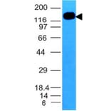 Western Blot - Anti-ICAM3 Antibody [ICAM3/1019] - BSA and Azide free (A252090) - Antibodies.com