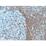 Immunohistochemistry - Anti-ICAM3 Antibody [ICAM3/1019] - BSA and Azide free (A252089) - Antibodies.com