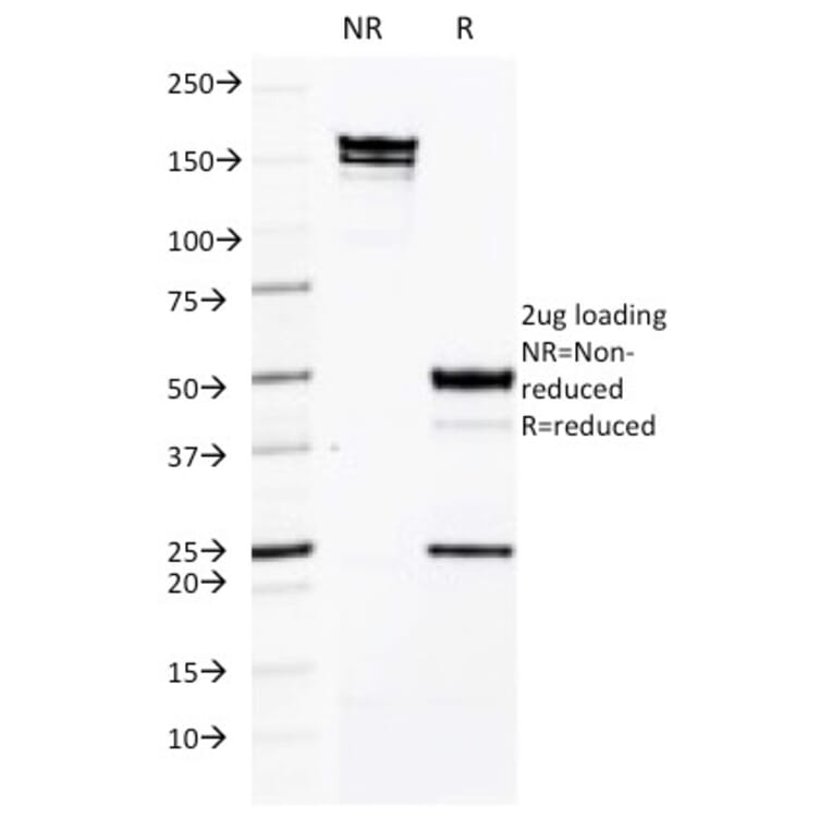 SDS-PAGE - Anti-ICAM3 Antibody [CG106] - BSA and Azide free (A252090) - Antibodies.com
