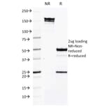 SDS-PAGE - Anti-ICAM3 Antibody [CG106] - BSA and Azide free (A252090) - Antibodies.com