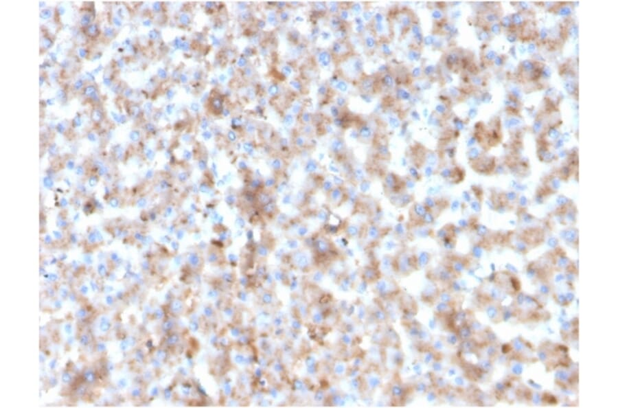Immunohistochemistry - Anti-Apolipoprotein B Antibody [APOB/3300] - BSA and Azide free (A252094) - Antibodies.com