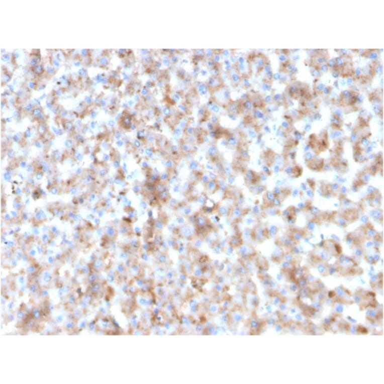 Immunohistochemistry - Anti-Apolipoprotein B Antibody [APOB/3300] - BSA and Azide free (A252094) - Antibodies.com