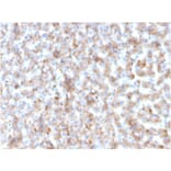 Immunohistochemistry - Anti-Apolipoprotein B Antibody [APOB/3300] - BSA and Azide free (A252094) - Antibodies.com