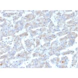 Immunohistochemistry - Anti-Apolipoprotein B Antibody [APOB/3300] - BSA and Azide free (A252094) - Antibodies.com