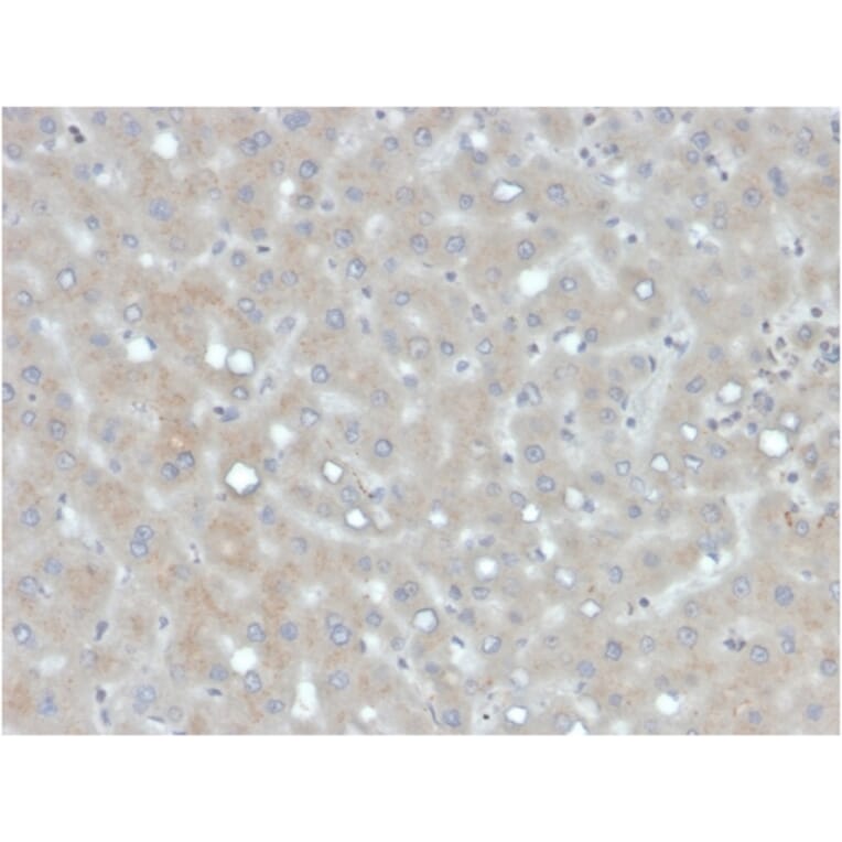 Immunohistochemistry - Anti-Apolipoprotein B Antibody [APOB/4333] - BSA and Azide free (A252095) - Antibodies.com