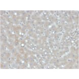 Immunohistochemistry - Anti-Apolipoprotein B Antibody [APOB/4333] - BSA and Azide free (A252095) - Antibodies.com