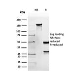 SDS-PAGE - Anti-Apolipoprotein B Antibody [APOB/4333] - BSA and Azide free (A252095) - Antibodies.com