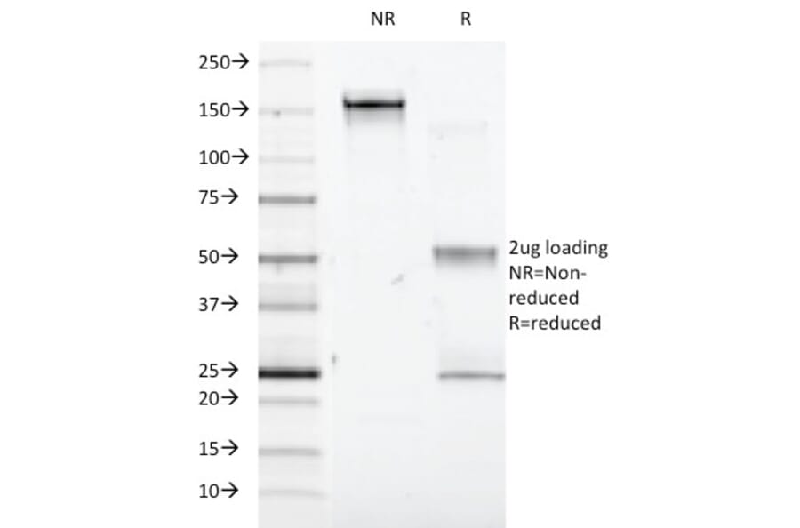 SDS-PAGE - Anti-Interferon alpha 1 Antibody [2-48] - BSA and Azide free (A252096) - Antibodies.com