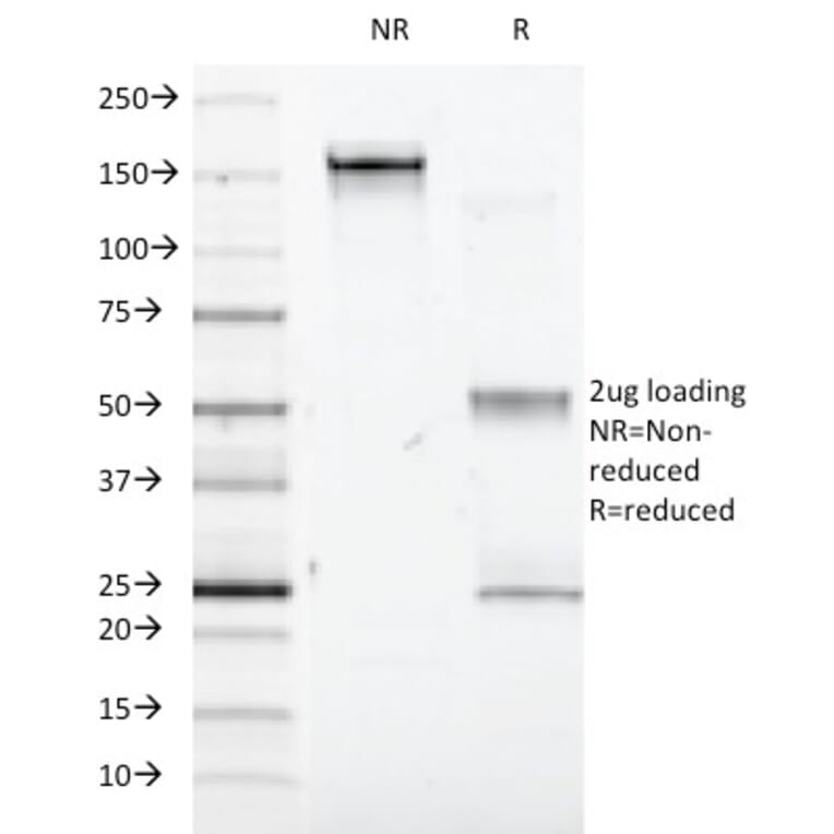 SDS-PAGE - Anti-Interferon alpha 1 Antibody [2-48] - BSA and Azide free (A252096) - Antibodies.com