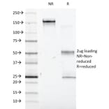 SDS-PAGE - Anti-Interferon alpha 1 Antibody [2-48] - BSA and Azide free (A252096) - Antibodies.com