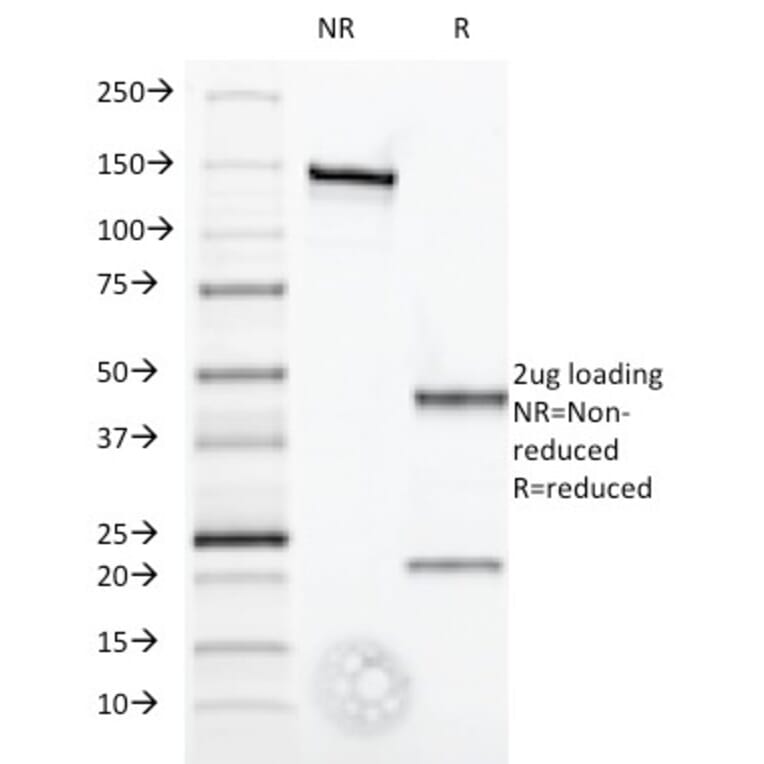 SDS-PAGE - Anti-Interferon alpha 1 Antibody [2-52] - BSA and Azide free (A252097) - Antibodies.com