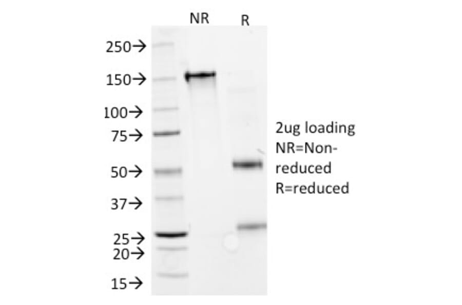 SDS-PAGE - Anti-Interferon alpha 2 Antibody [N27] - BSA and Azide free (A252098) - Antibodies.com