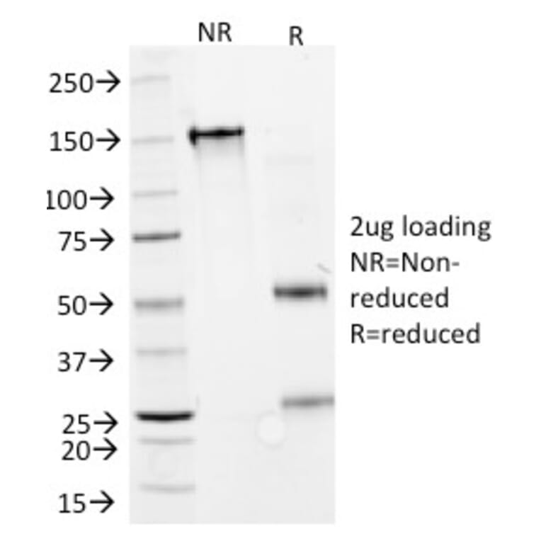SDS-PAGE - Anti-Interferon alpha 2 Antibody [N27] - BSA and Azide free (A252098) - Antibodies.com