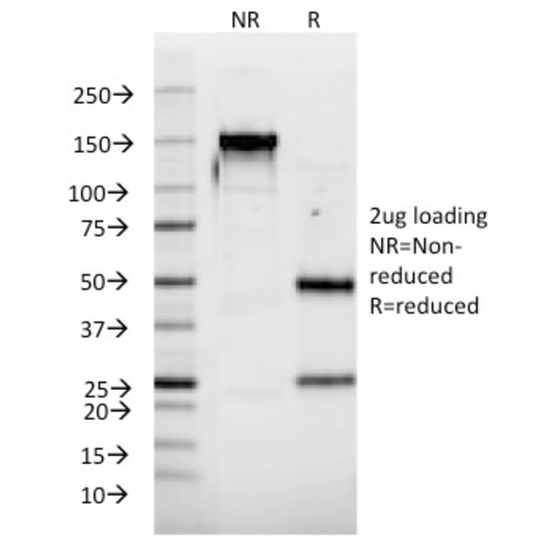 SDS-PAGE - Anti-Interferon alpha 2 Antibody [N39] - BSA and Azide free (A252099) - Antibodies.com