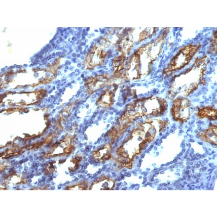 Immunohistochemistry - Anti-Interferon gamma Antibody [IFNG/466] - BSA and Azide free (A252105) - Antibodies.com