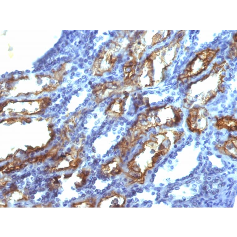 Immunohistochemistry - Anti-Interferon gamma Antibody [IFNG/466] - BSA and Azide free (A252105) - Antibodies.com