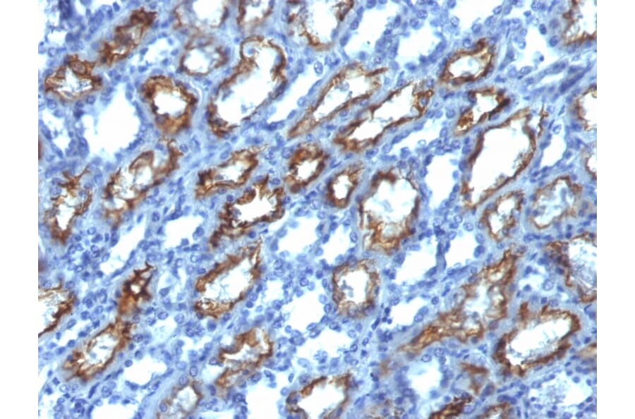 Immunohistochemistry - Anti-Interferon gamma Antibody [IFNG/466] - BSA and Azide free (A252101) - Antibodies.com