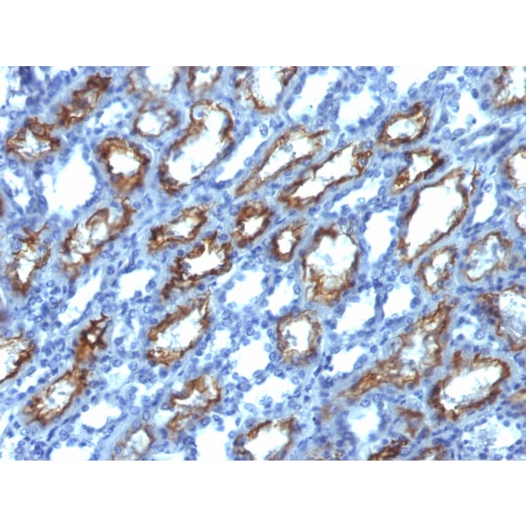 Immunohistochemistry - Anti-Interferon gamma Antibody [IFNG/466] - BSA and Azide free (A252101) - Antibodies.com