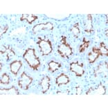 Immunohistochemistry - Anti-Interferon gamma Antibody [rIFNG/4467] - BSA and Azide free (A252105) - Antibodies.com