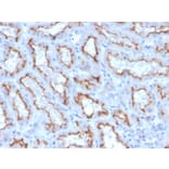 Immunohistochemistry - Anti-Interferon gamma Antibody [IFNG/3996R] - BSA and Azide free (A252108) - Antibodies.com